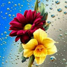 Member